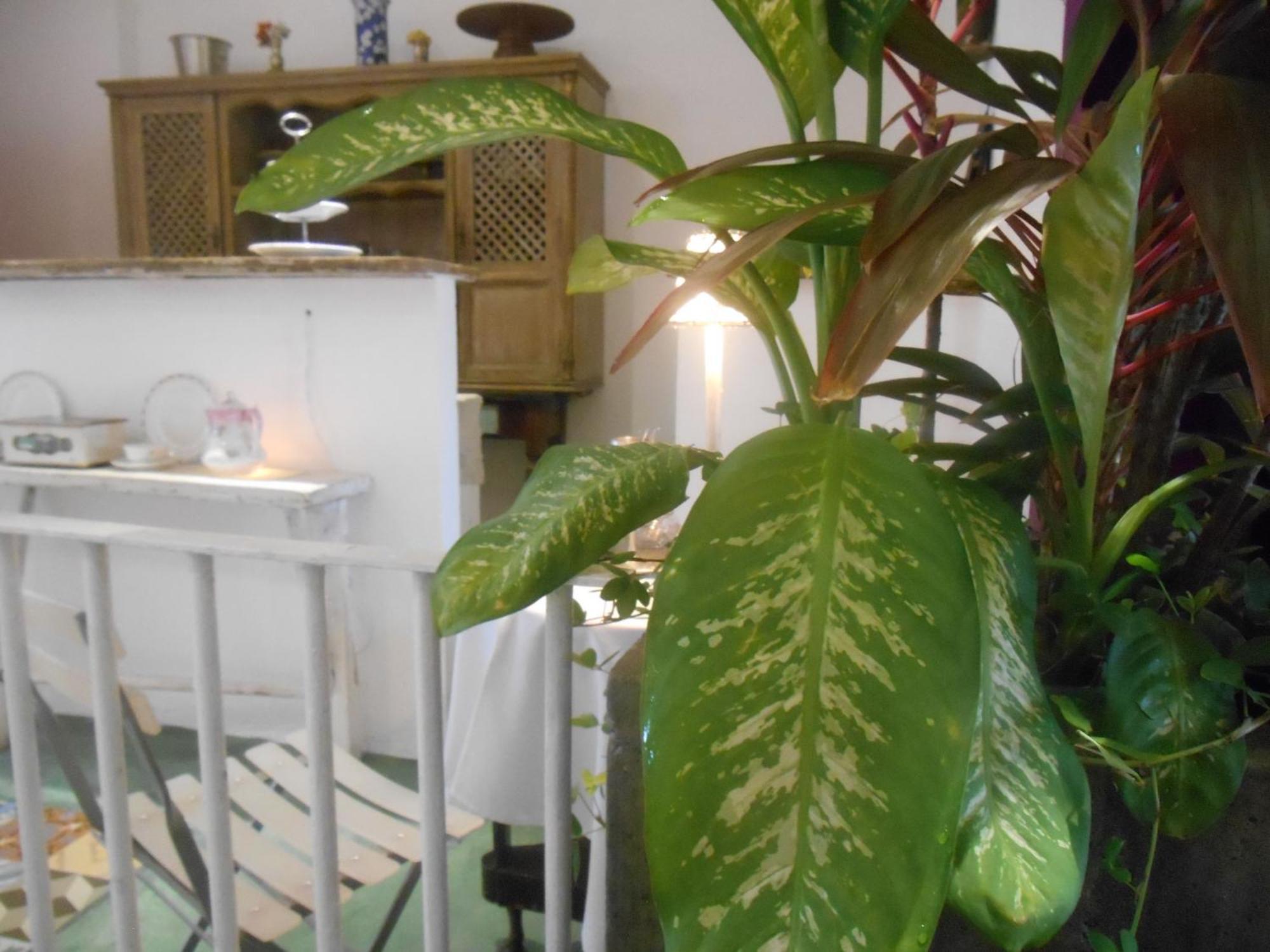 Solar Das Artes - Pousada Boutique 萨尔瓦多 外观 照片